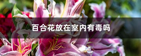 百合花有毒|百合花放在室内有毒吗